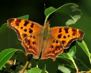 Eastern Comma. Photo: Bob Yukich