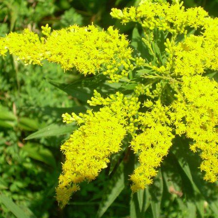 Early Goldenrod