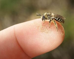 colletes-RC-300