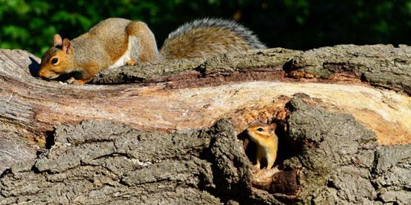 Mammals of High Park: squirrel and chipmunk. Photo: JM