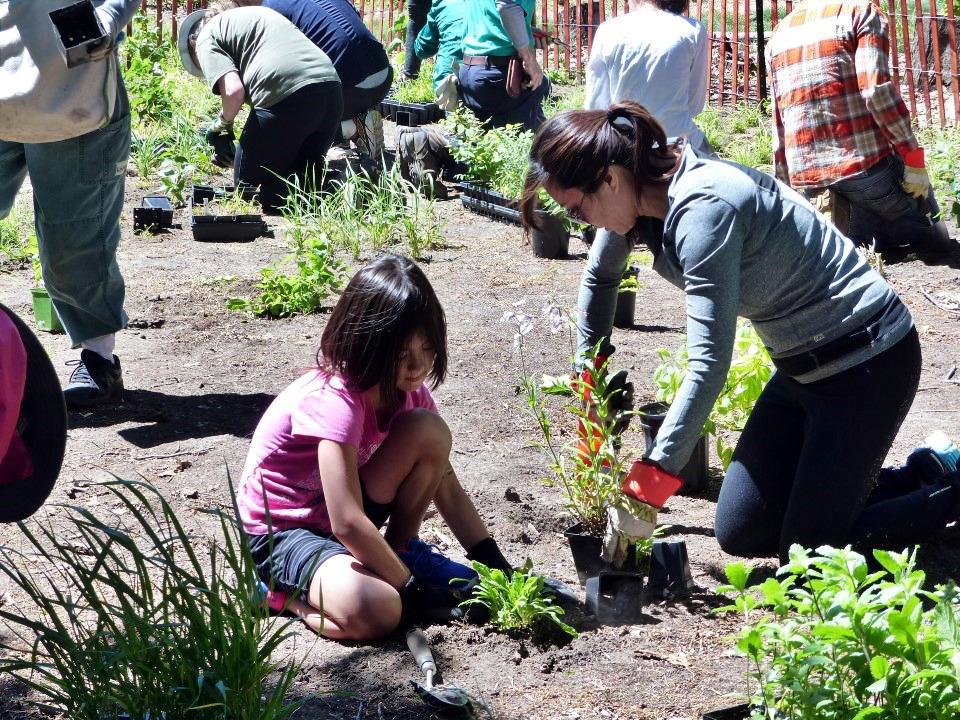 Stewards planting native plants. Photo: Sharon Lovett