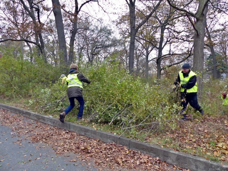 Stewards cut invasive buckthorn, then the City Restoration Crew applies herbicide to the stumps.