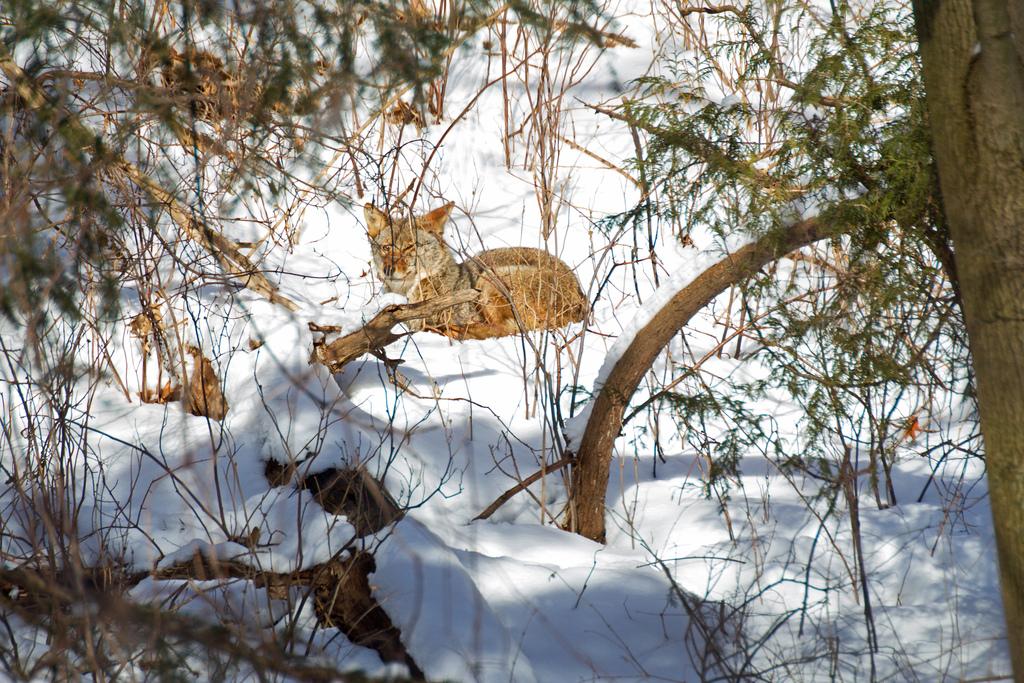 Coyote in Winter. Photo: Tony Pus
