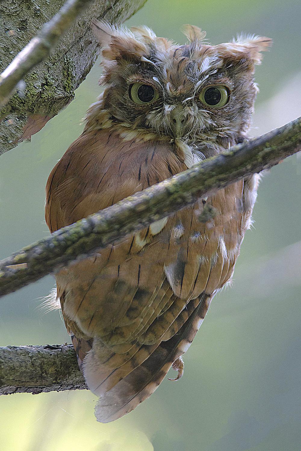 Eastern Screech-Owl. Photo: Ali Pashang