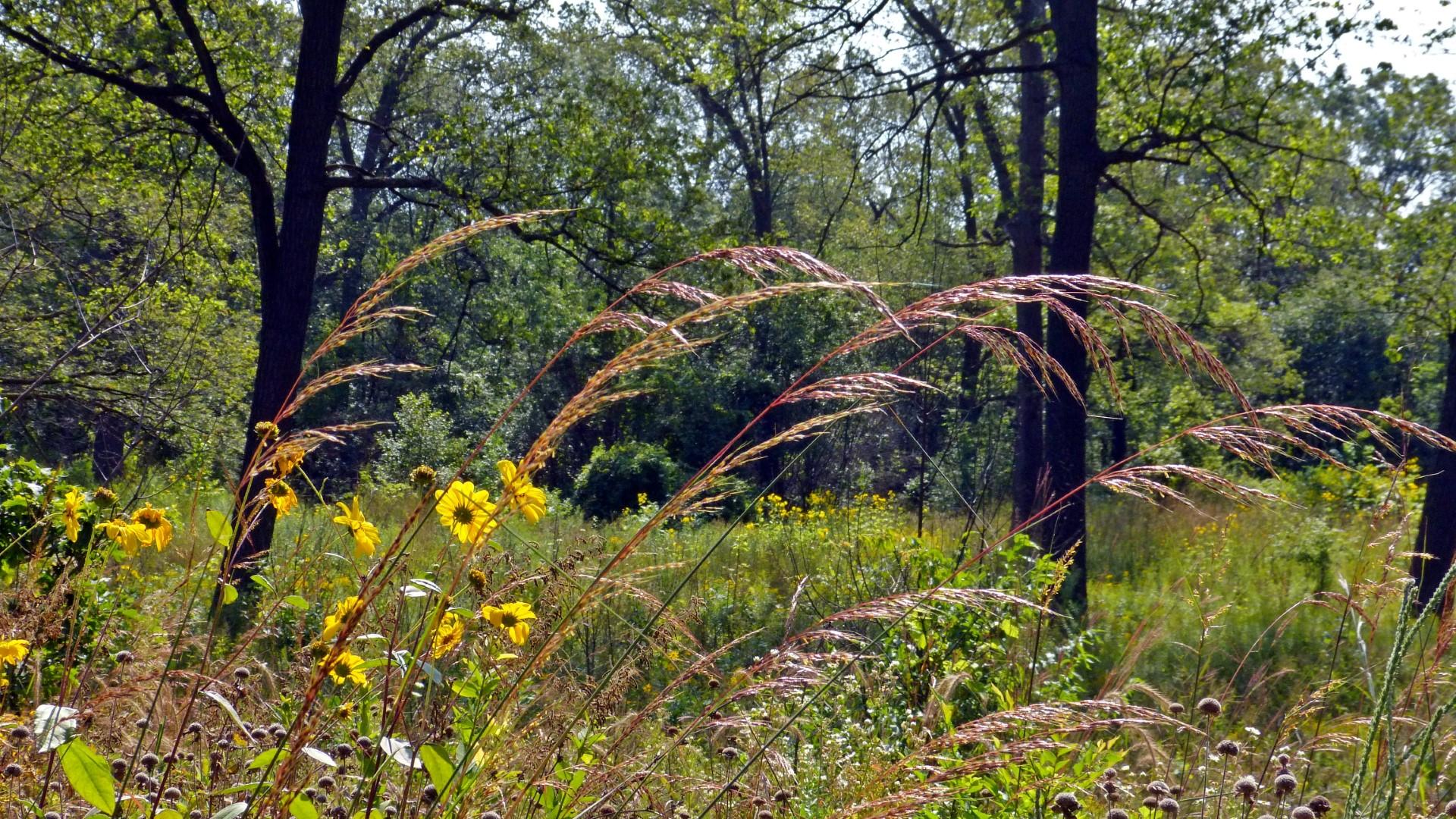 Indian Grass in the Black Oak Savannah. Photo: Karen Yukich