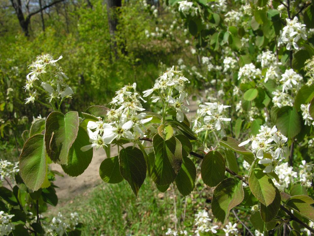 Running Serviceberry flowers. Photo: James Kamstra