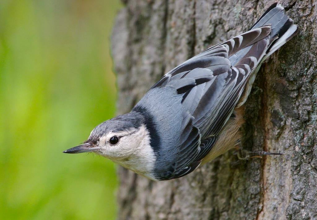 White-breasted Nuthatch. Photo: Iain Fleming