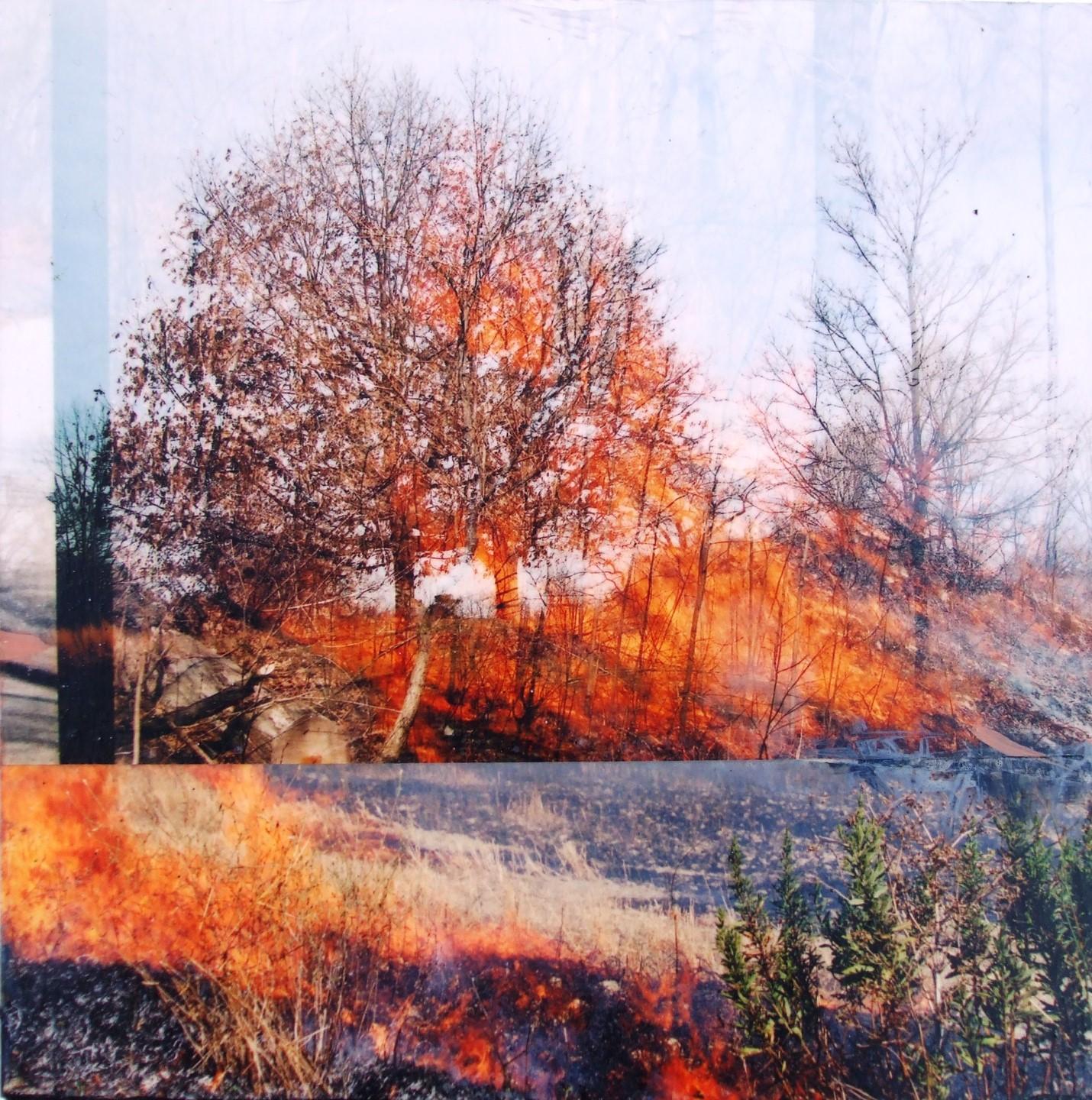 Burn with Maple. Frances Patella
