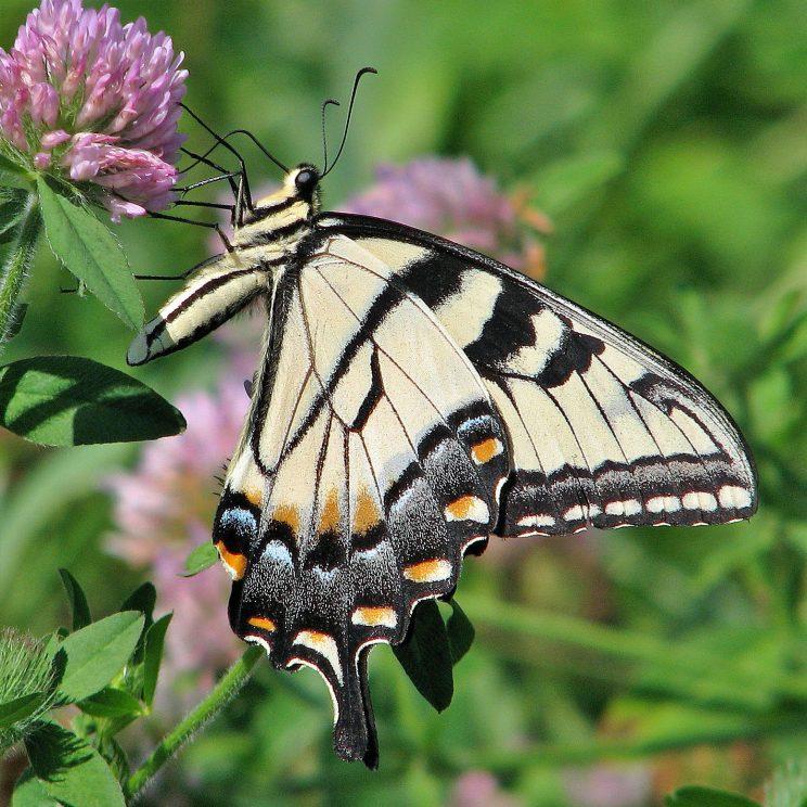 Eastern Tiger Swallowtail. Photo: Bob Yukich