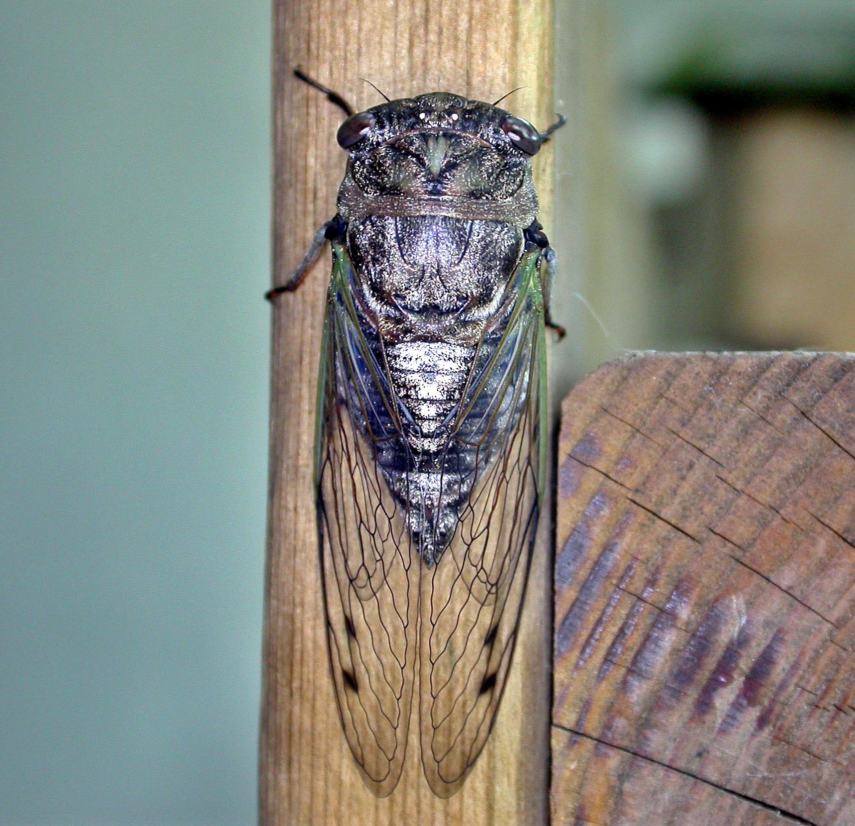 Cicada. Photo: Bob Yukich