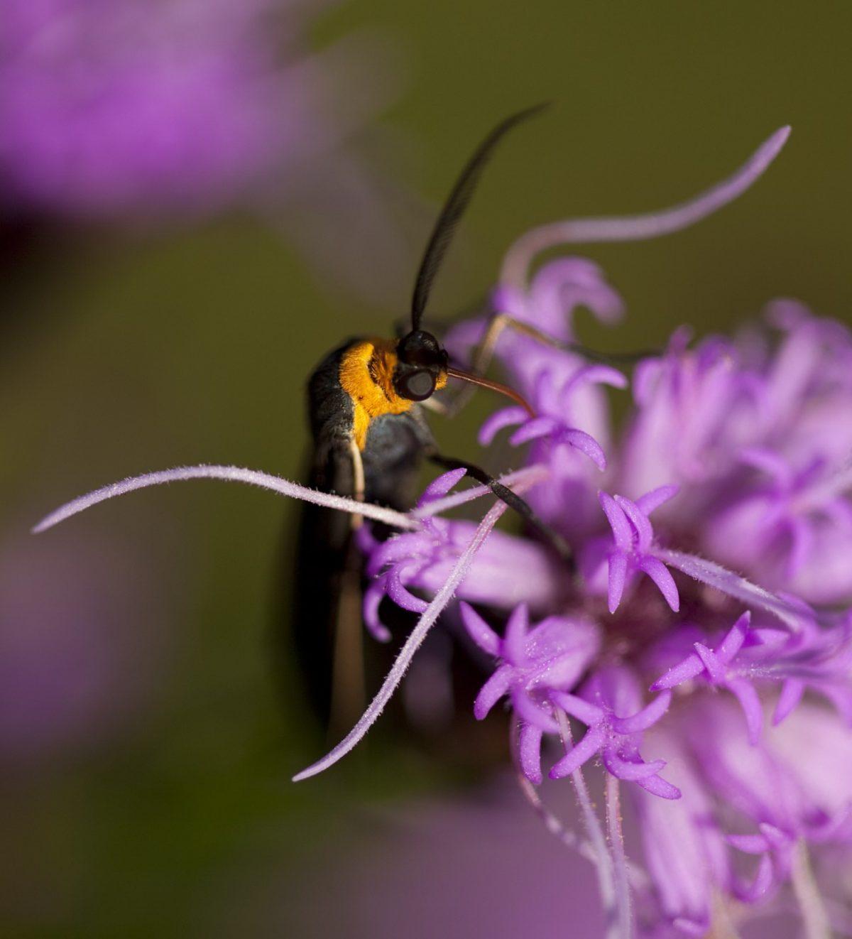 Yellow-collared Scape Moth, Cisseps fulvicollis. Photo: Linda Read