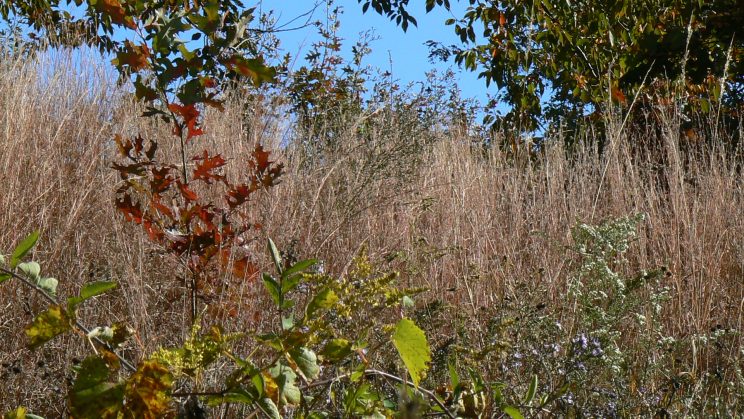 Prairie grasses. Photo: Karen Yukich