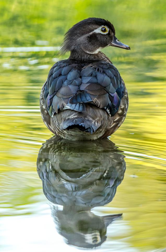 Wood Duck female - reflection. Photo: Miguel de la Bastide