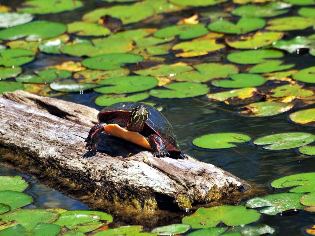 Midland Painted Turtle. Photo: Colin Marcano