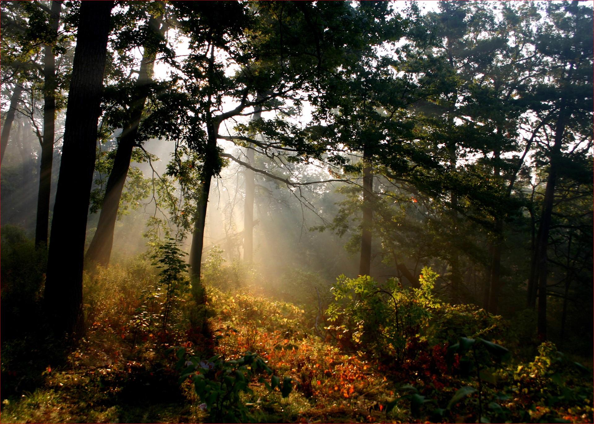 Sunlight in the Woods. Photo: David Allen