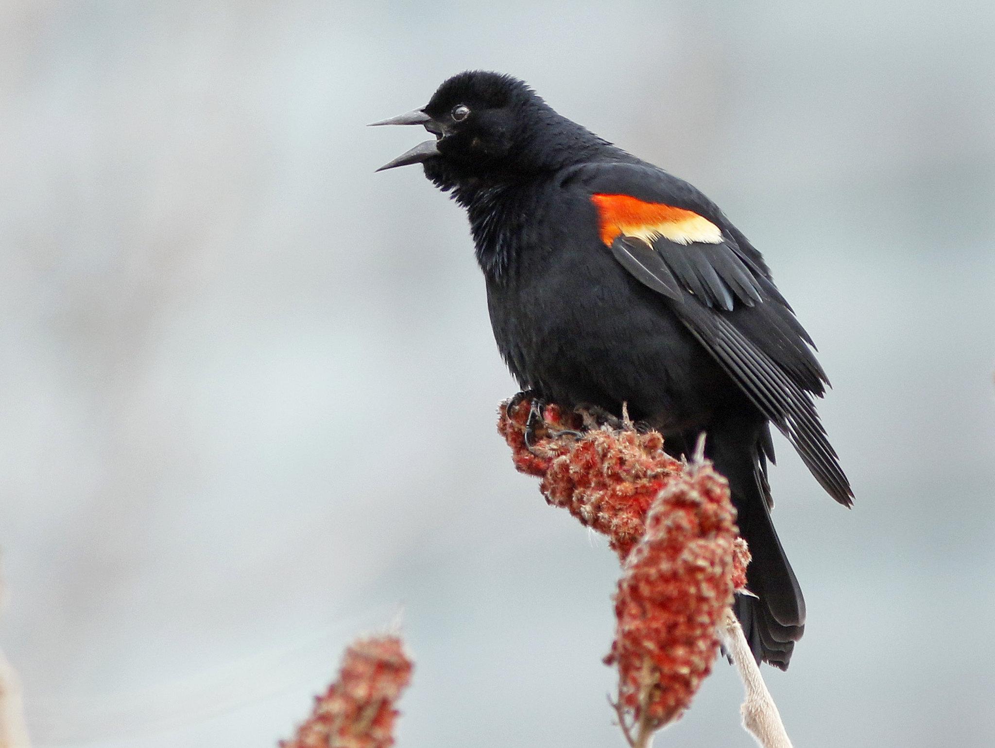 Red-winged Blackbird male. Photo: David Beadle