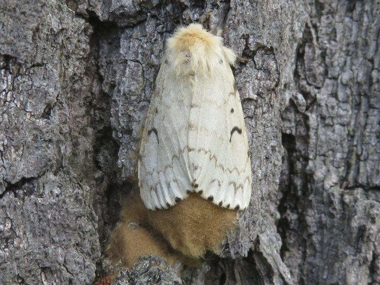 Female gypsy moth on egg mass. Photo: Ken Sproule