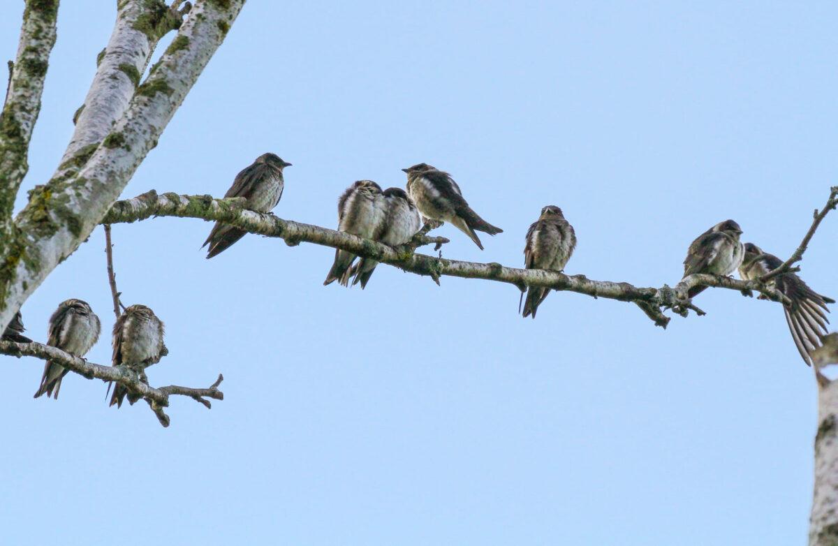 Purple Martins - fledged juveniles on Aug 1, 2021. Photo: Monika Croydon