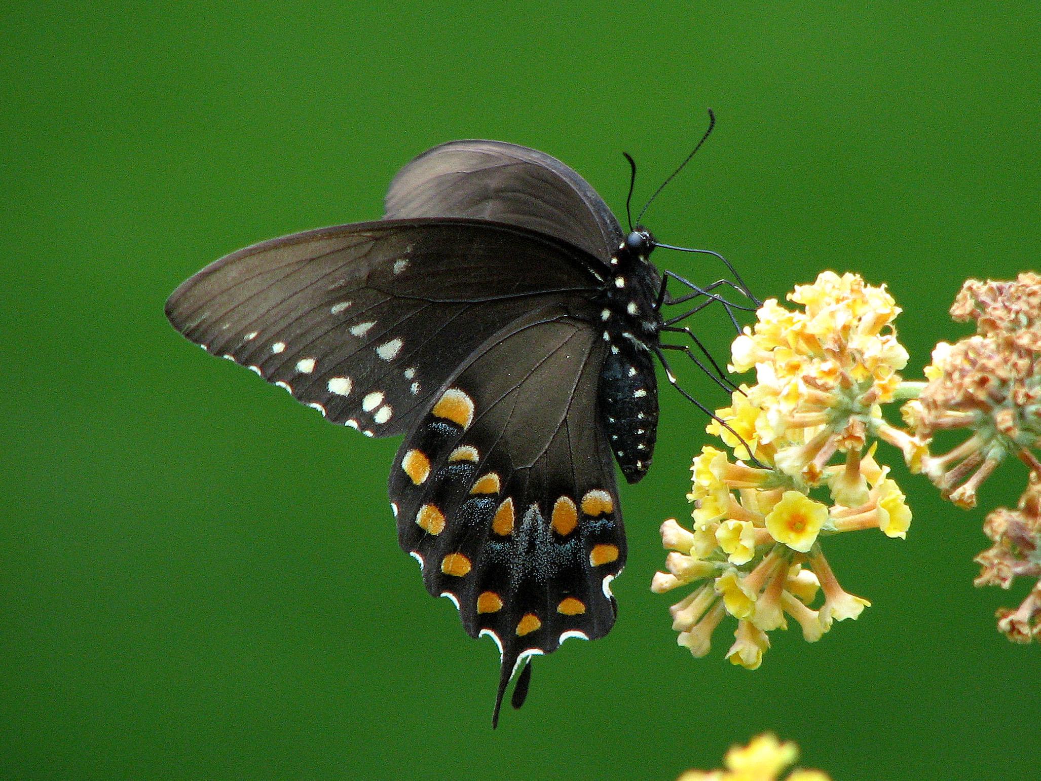 Spicebush Swallowtail female. Photo: Bob Yukich