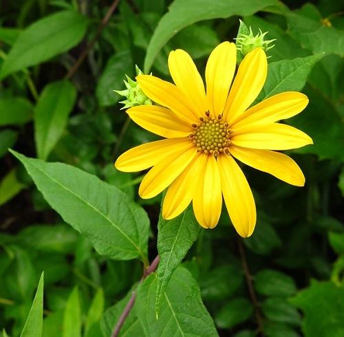 Woodland Sunflower. Photo: Wendy Rothwell