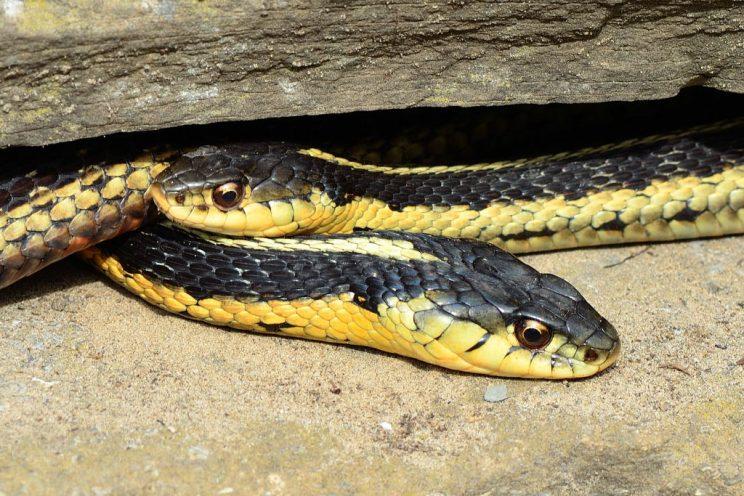 Garter snakes warming on the rocks. Photo: JM