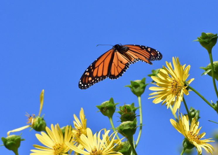 Monarch in flight. Photo: JM