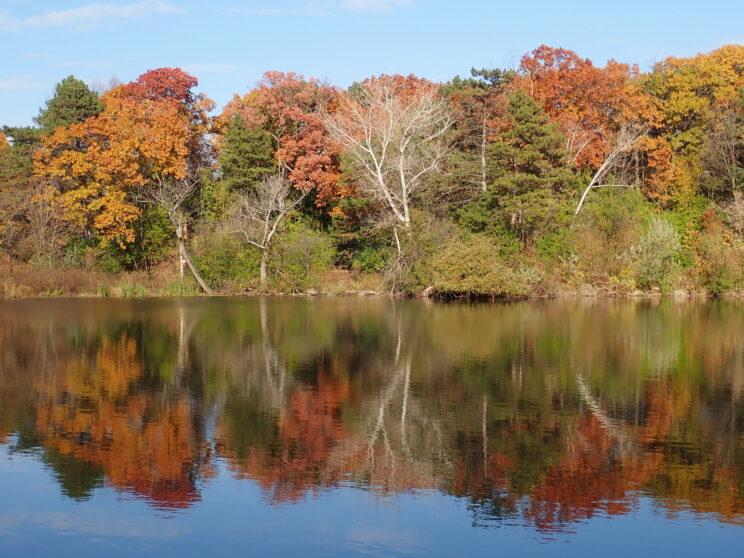 Lower Duck Pond east side in autumn. Photo: Karen Yukich