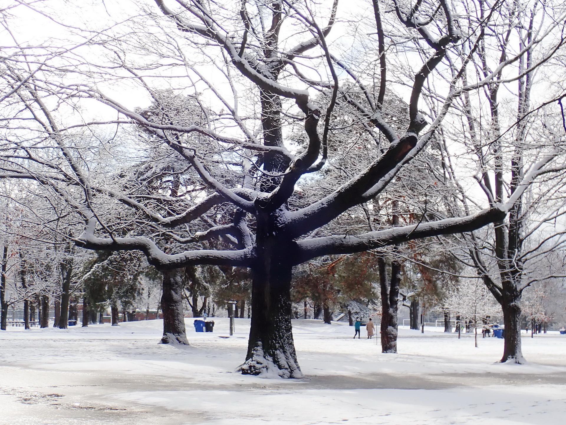 Oak in winter. Photo: Karen Yukich