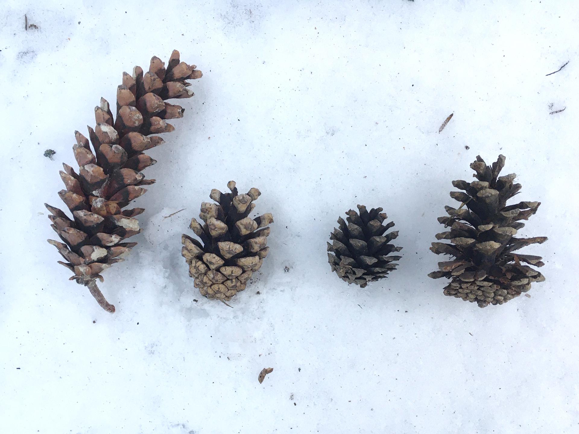White, Red, Scots and Austrian Pine cones (l to r). Photo: Kathleen Keefe
