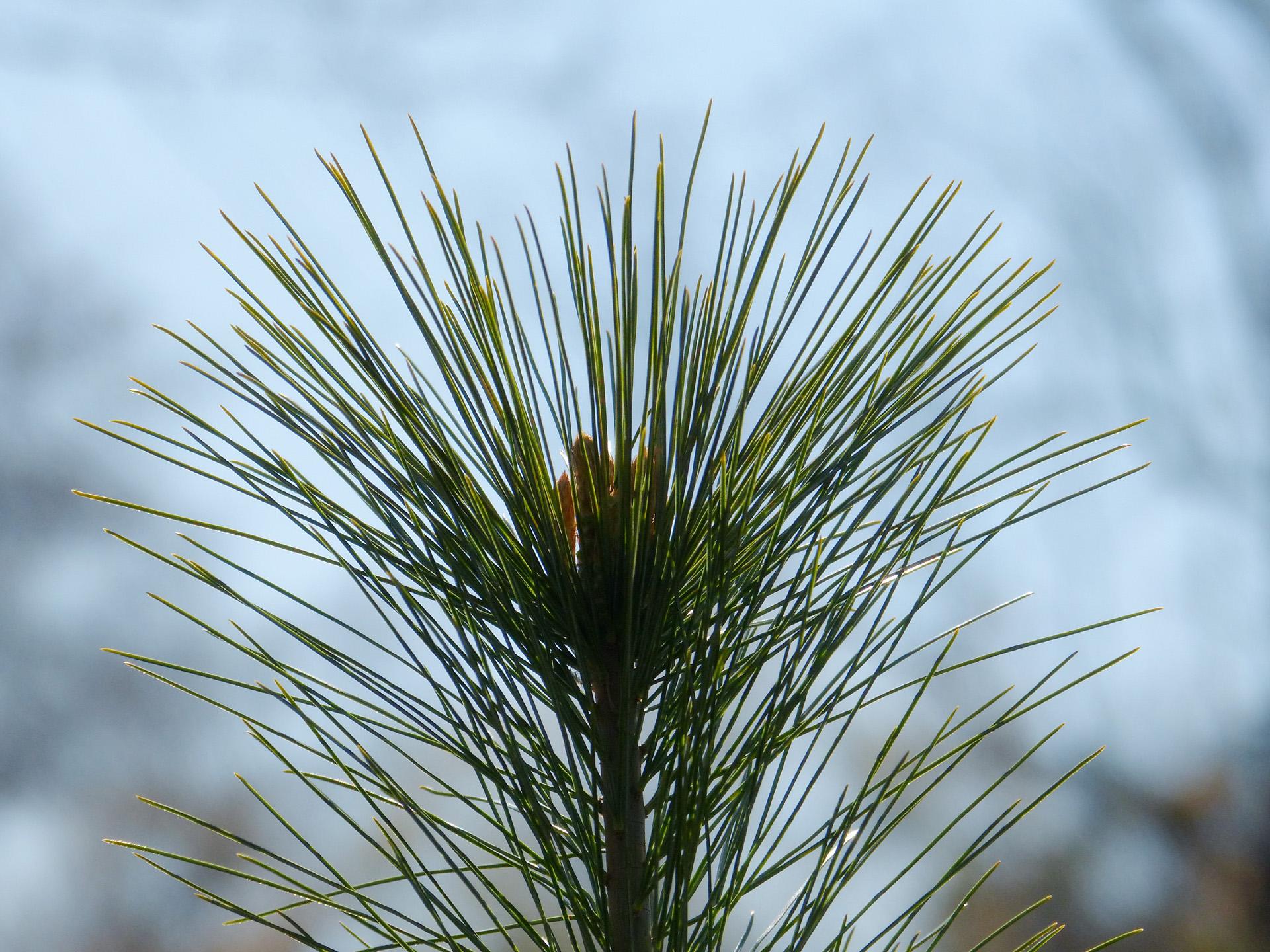 White Pine needles. Photo: Karen Yukich