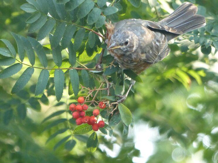Robin and Mountain Ash berries