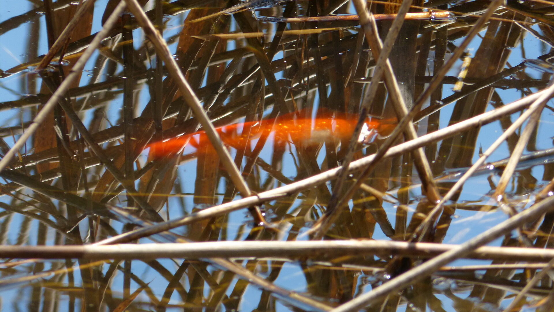 Goldfish at Grenadier Pond. Photo: Karen Yukich