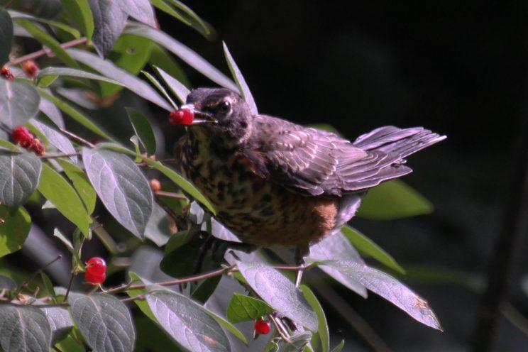 Young robin eating honeysuckle berries. Photo: Lu Liu