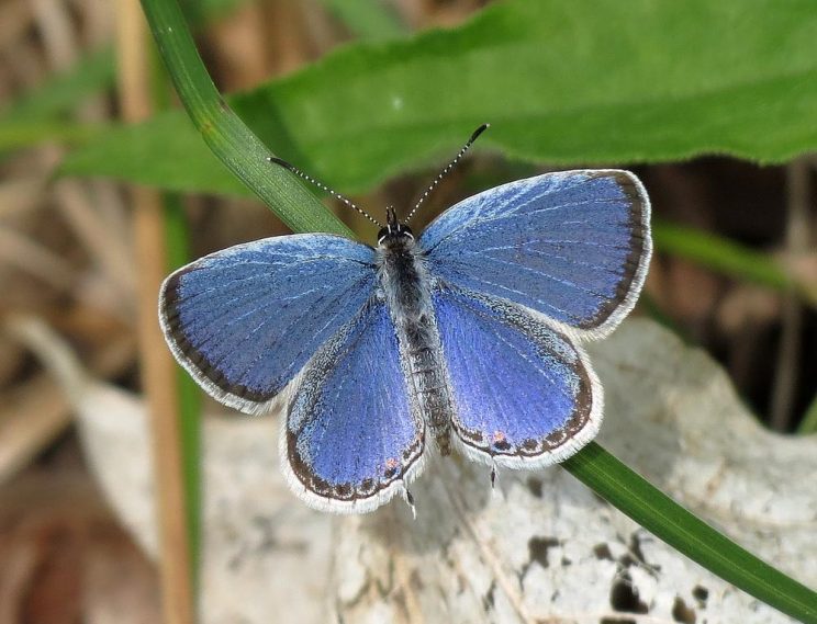 Butterflies of High Park