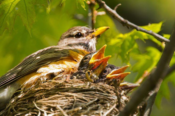 Female robin with young at nest. Photo: Tony Pus