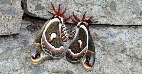 Cecropia Moth, Hyalophora cecropia. Photo: JM