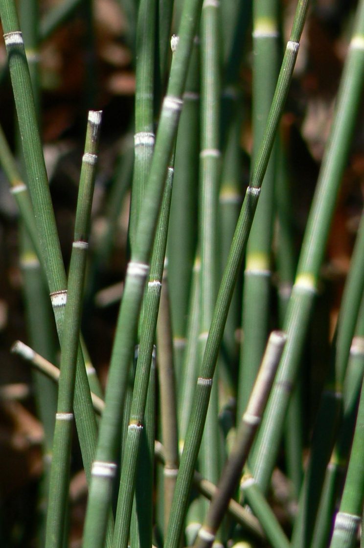 Horsetail (Equisetum)