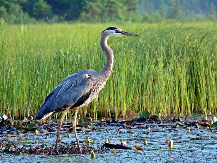 Great Blue Herons in High Park – High Park Nature