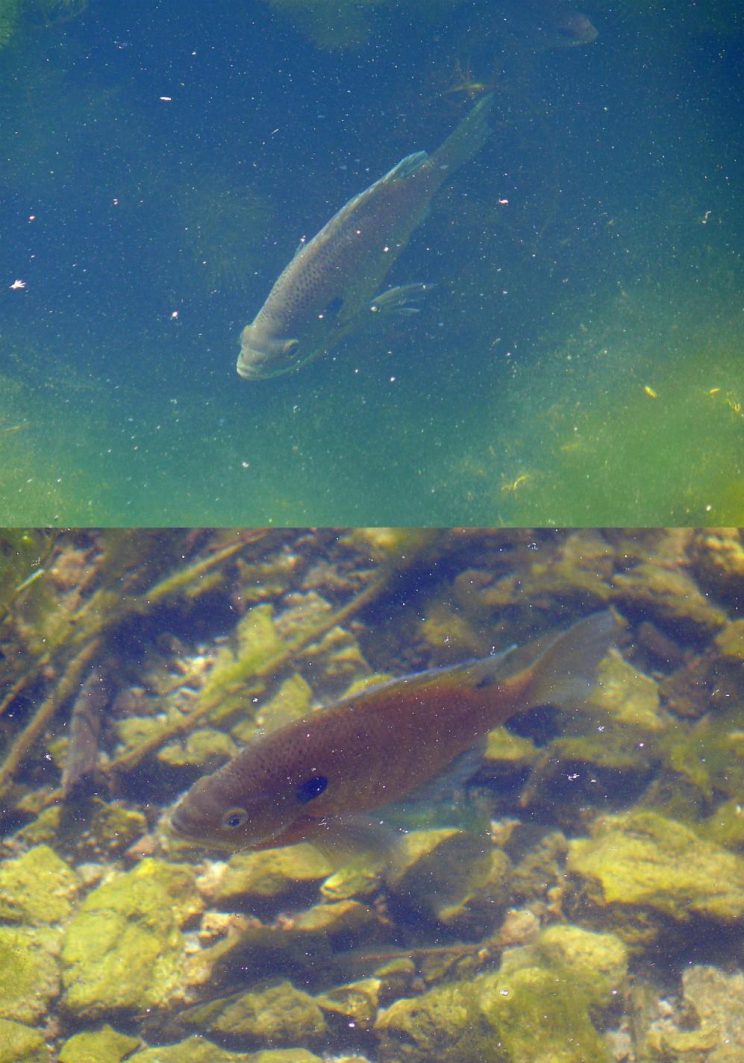 Bluegill. Photo: David Stoneleigh