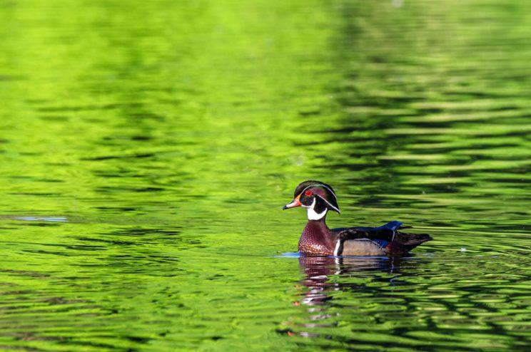 Wood Duck male. Photo: Miguel de la Bastide