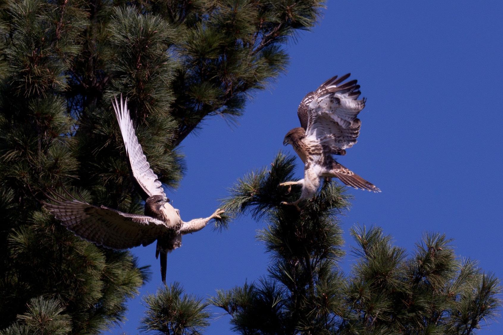 Gallery: Raptors of High Park - High Park Nature