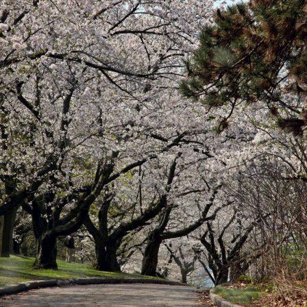 Sakura Cherry Trees. Photo: Linda Read