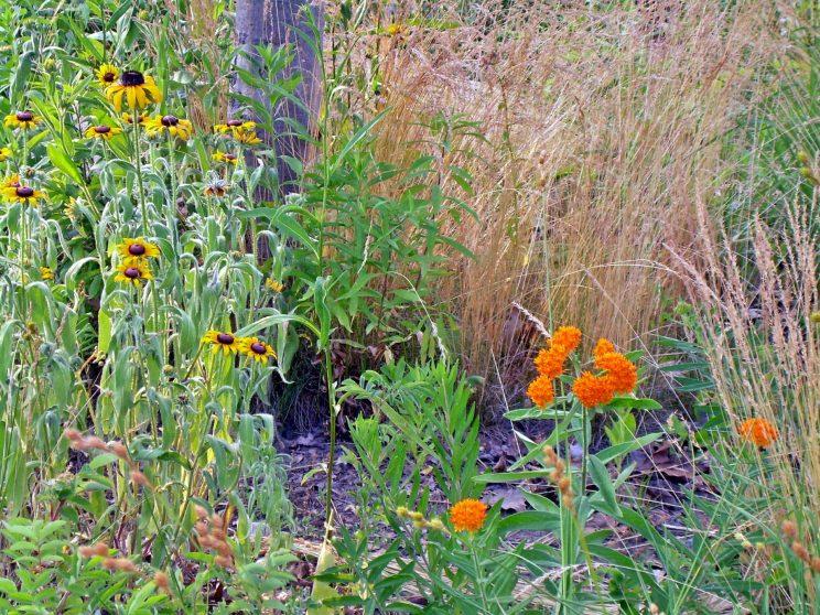 Savannah Plants. Photo: Sharon Lovett