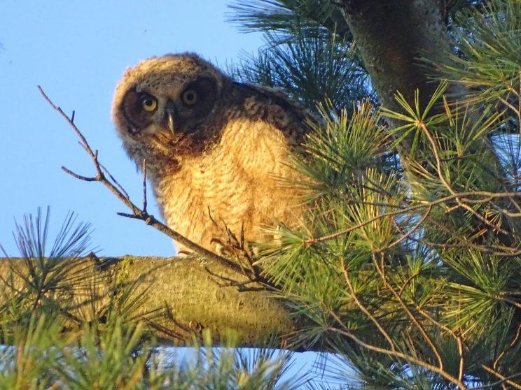 Great Horned Owl juvenile. Photo: Ken Mulhall