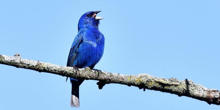 Indigo Bunting male. Photo: JM