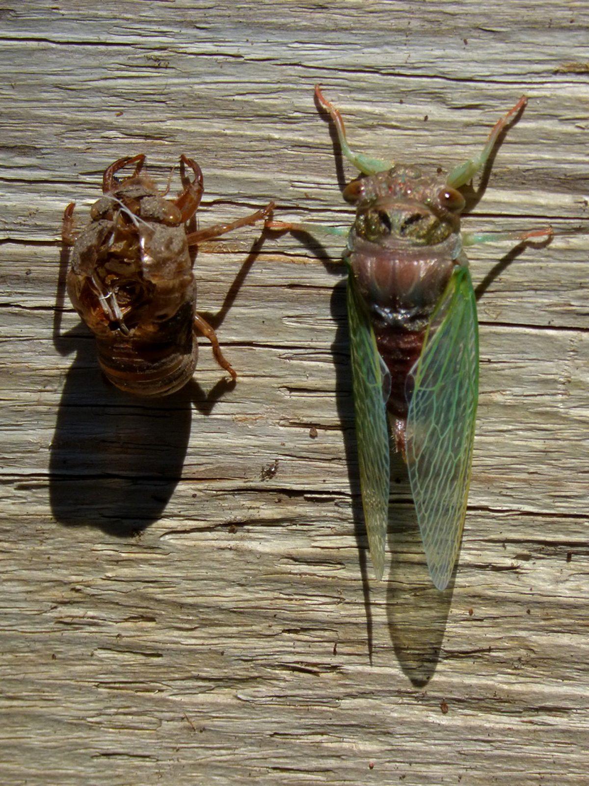Cicadas in Toronto’s High Park High Park Nature