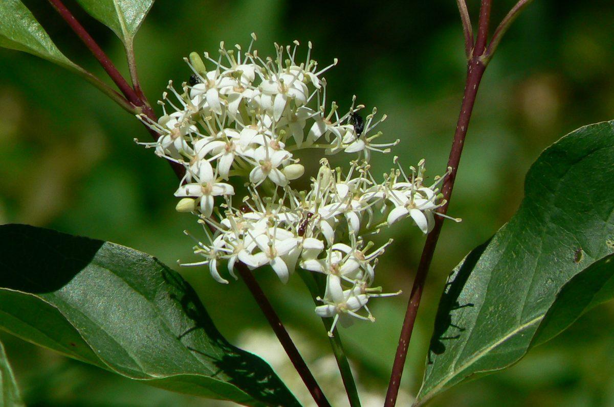 Dogwood flowers. Photo: Karen Yukich