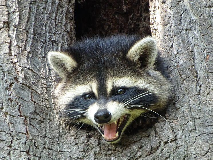 Raccoon in tree crotch. Photo: Ken Mulhall
