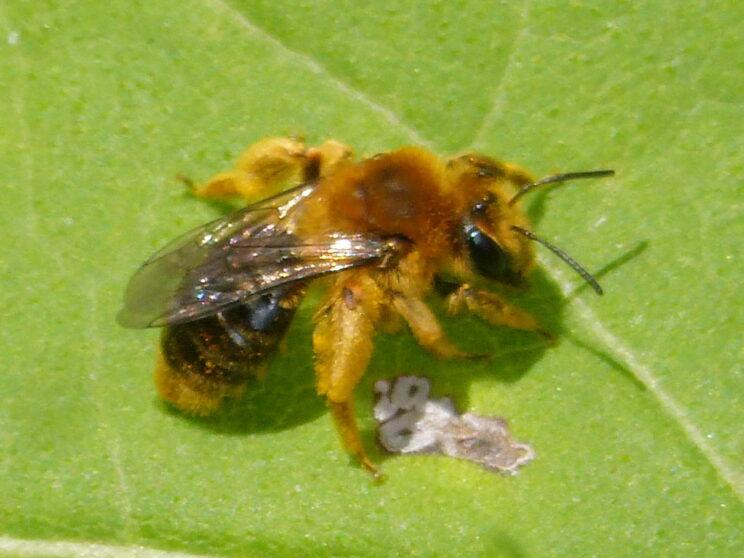 Sunflower Mining Bee, Andrena helianthi. Photo: Karen Yukich