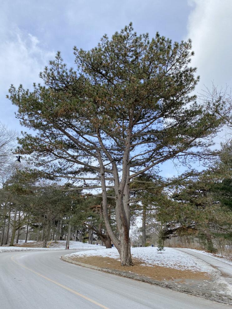 Austrian Pine. Photo: Susan Bolychuck